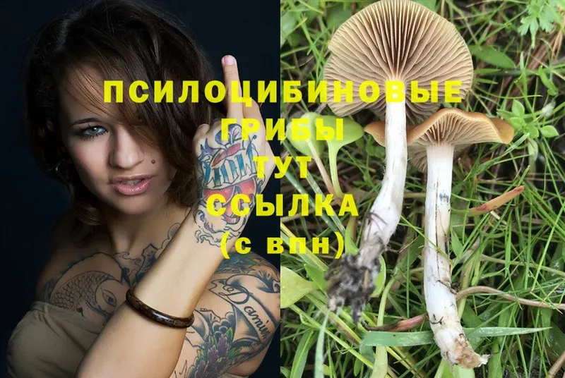 Галлюциногенные грибы Psilocybe  Новая Ляля 